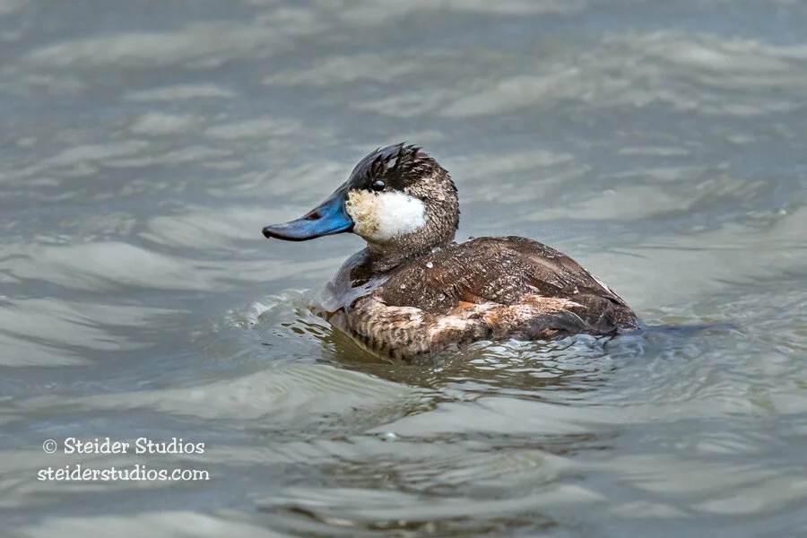 Steider Studios.Ruddy Duck.2.20.17.jpg