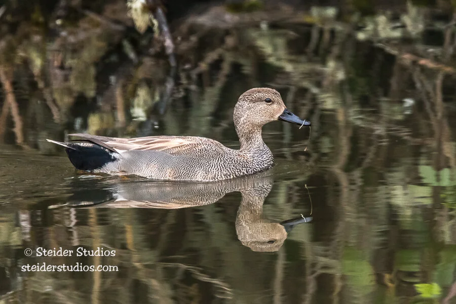 Steider Studios.Gadwall.4.3.18.jpg