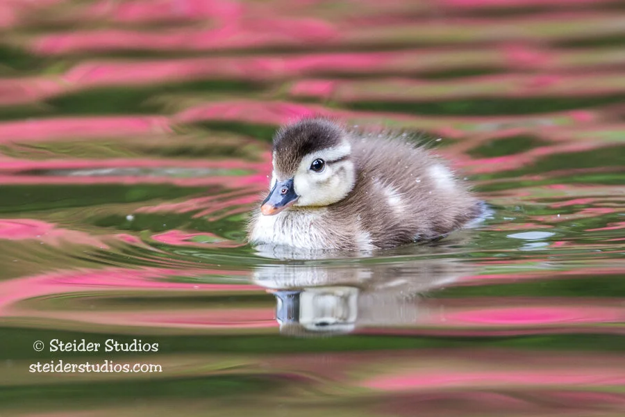 Wood Duckling