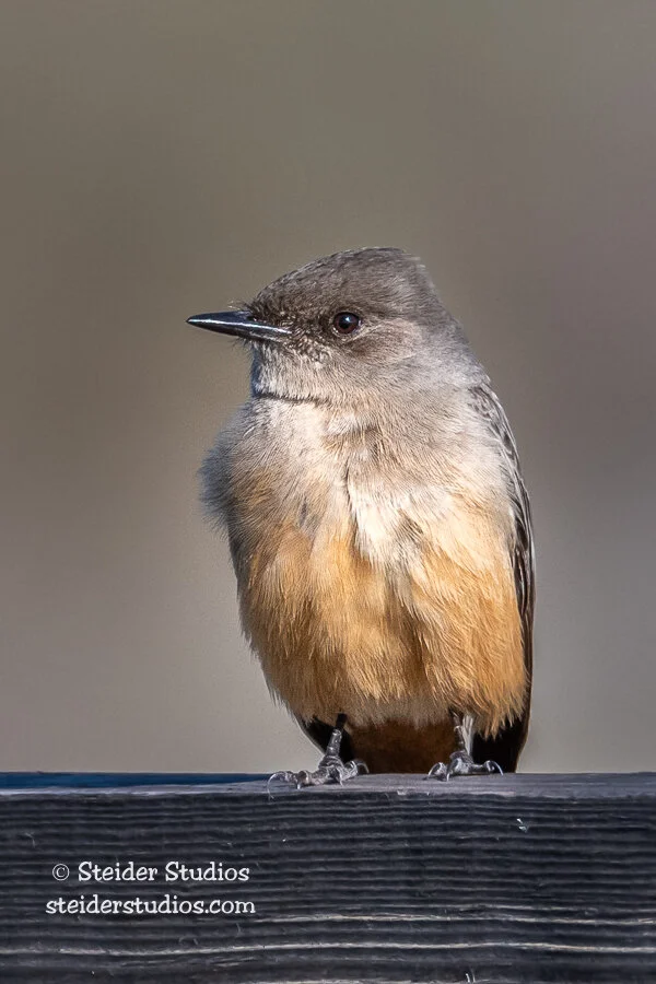 Steider Studios.Say's Phoebe.1.24.19.jpg