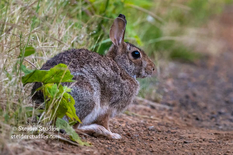 Steider Studios.Rabbit.6.24.21.jpg