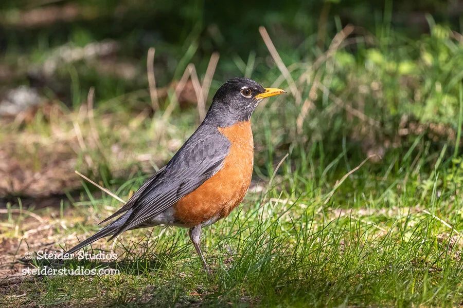 Steider Studios.American Robin.4.12.21.jpg