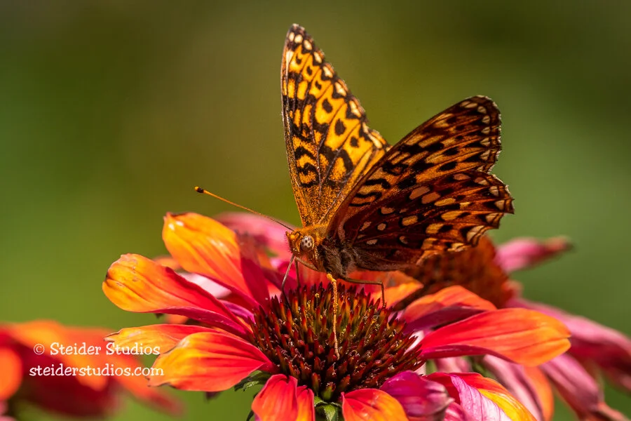 Steider Studios.Checkerspot Butterfly.8.12.21.jpg