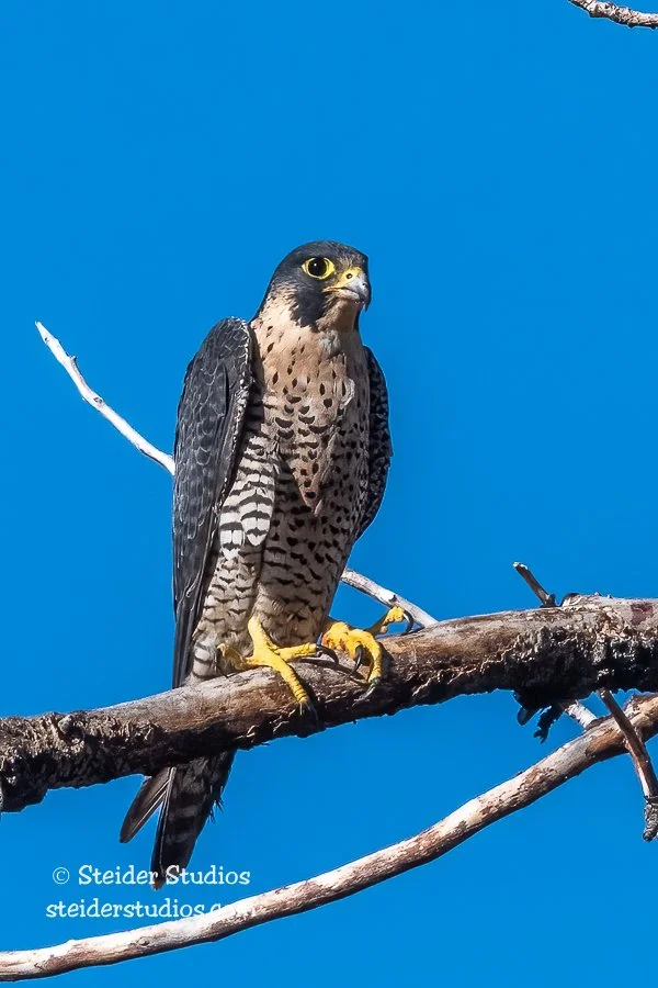 Steider Studios.Peregrine Falcon.9.5.21.jpg