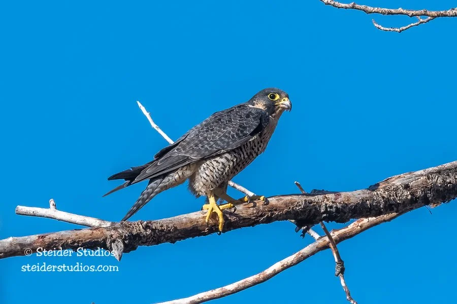 Steider Studios.Peregrine Falcon.9.5.21-2.jpg