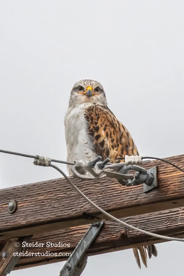 Steider Studios.Ferruginous Hawk.4.14.19.jpg