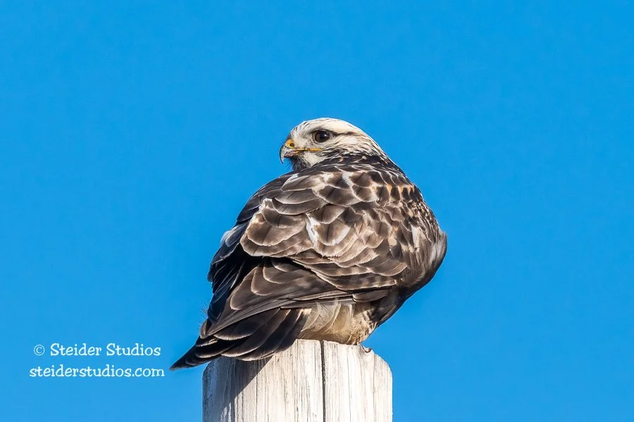 Steider Studios.Rough-legged Hawk.12.24.20.jpg