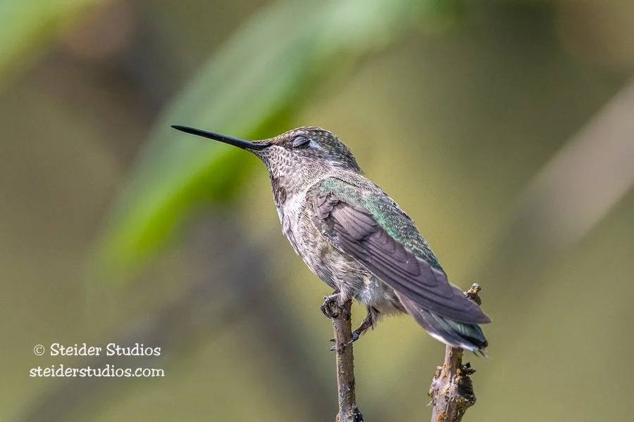 Steider Studios.Hummingbird.7.29.20-10.jpg