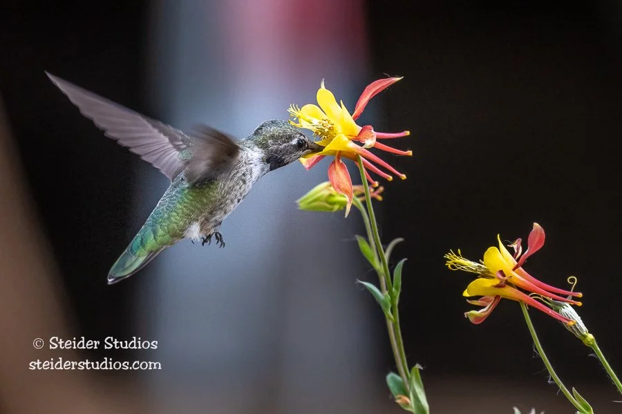 Steider Studios.Anna's Hummingbird.7.6.21.jpg