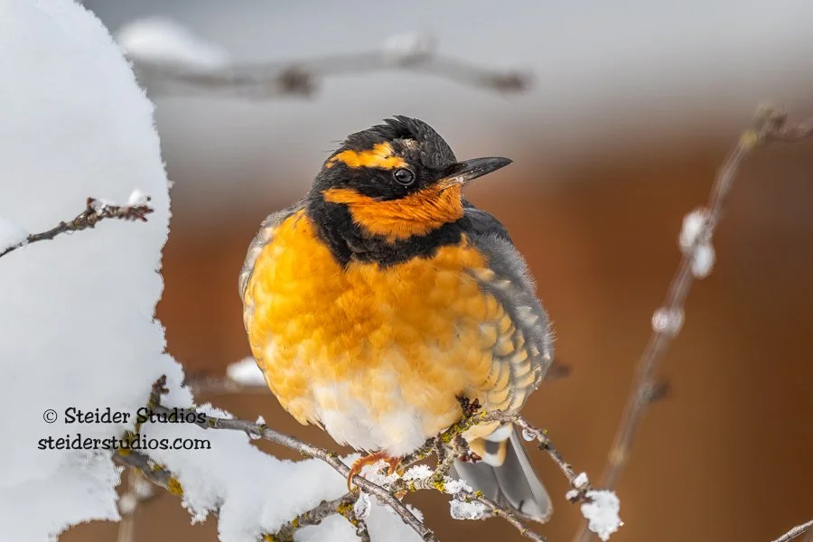 Steider Studios.Varied Thrush.12.27.21.jpg