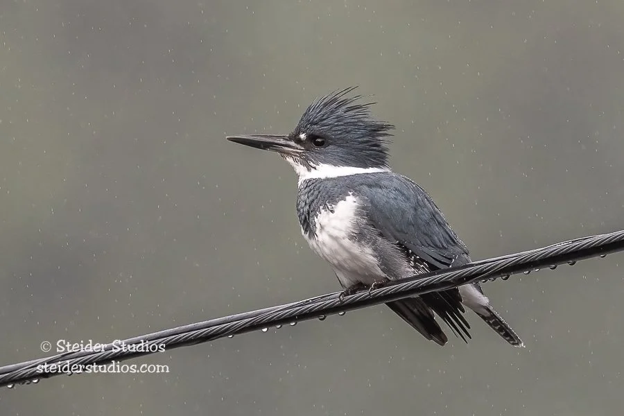 Steider Studios.Kingfisher.11.29.21.jpg