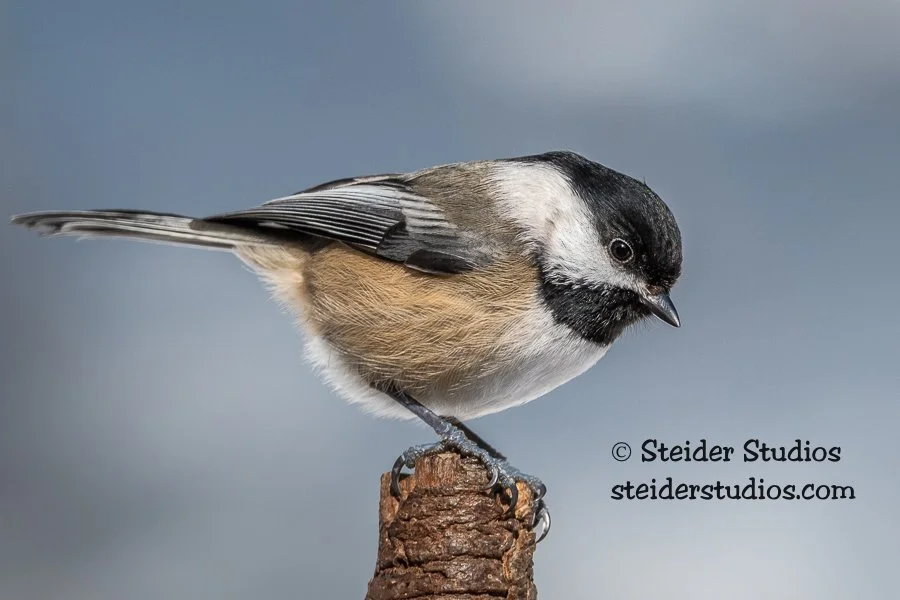 Steider Studios.Chickadee.2.28.19.jpg
