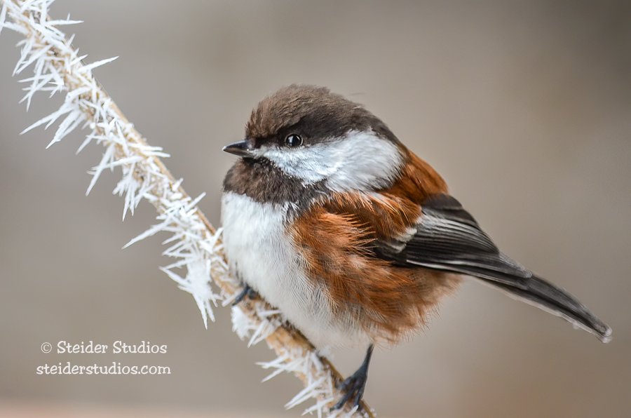Steider Studios.Chestnut-backed Chickadee.1.17.13.jpg
