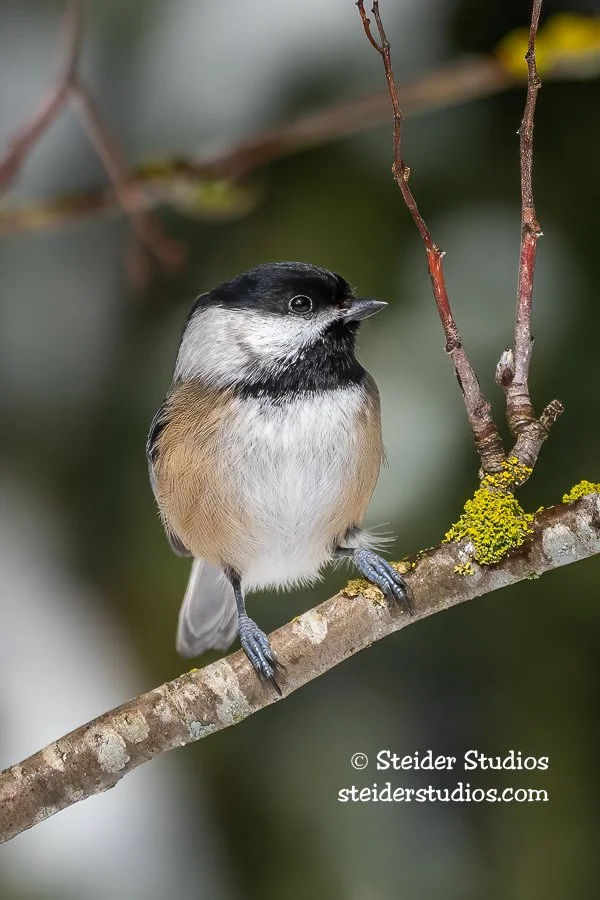 Steider Studios.Chestnut-backed Chickadee.2.15.19.jpg