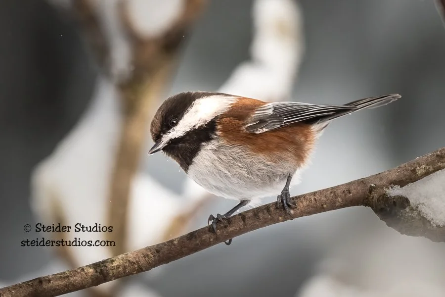 Steider Studios.Chestnut-backed Chickadee.1.14.20.jpg