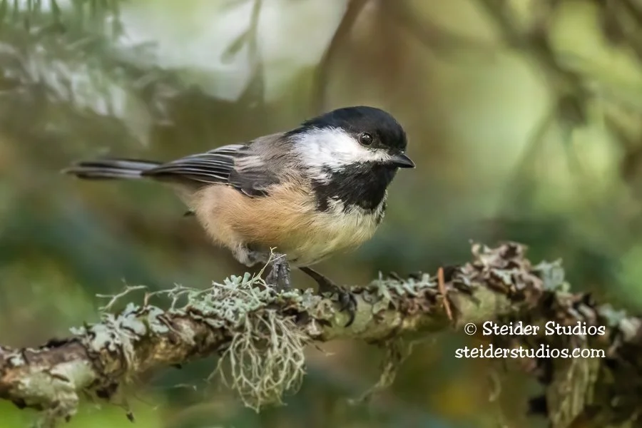 Steider Studios.Chickadee.9.7.20.jpg