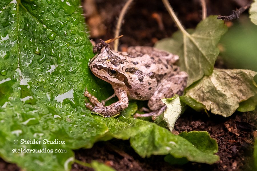 SteiderStudios.7.Pacific Tree Frog.9.12.20-2.jpg