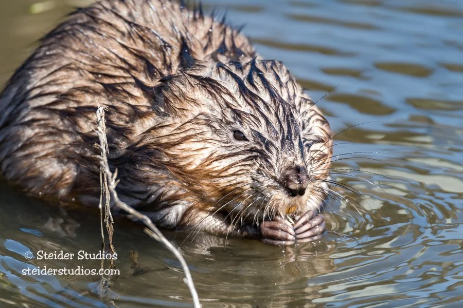 SteiderStudios.8.Muskrat.3.12.17.jpg