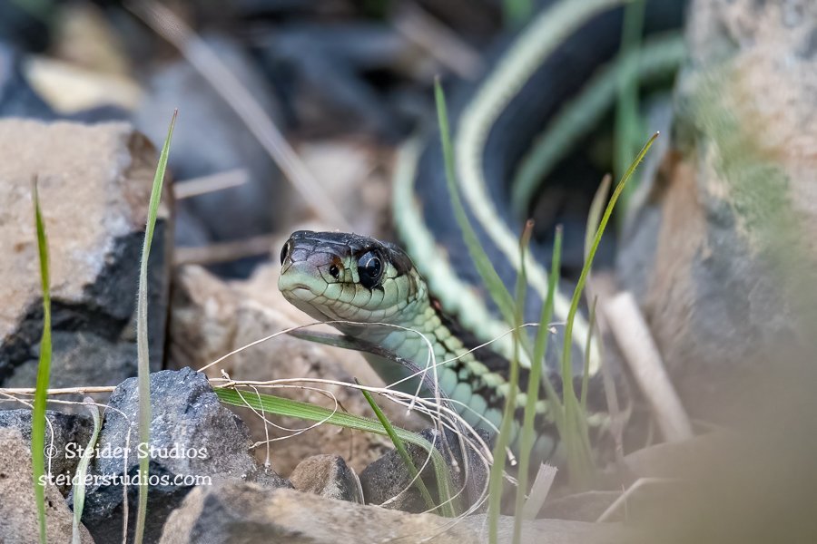 Green Garter Snake — Steider Studios