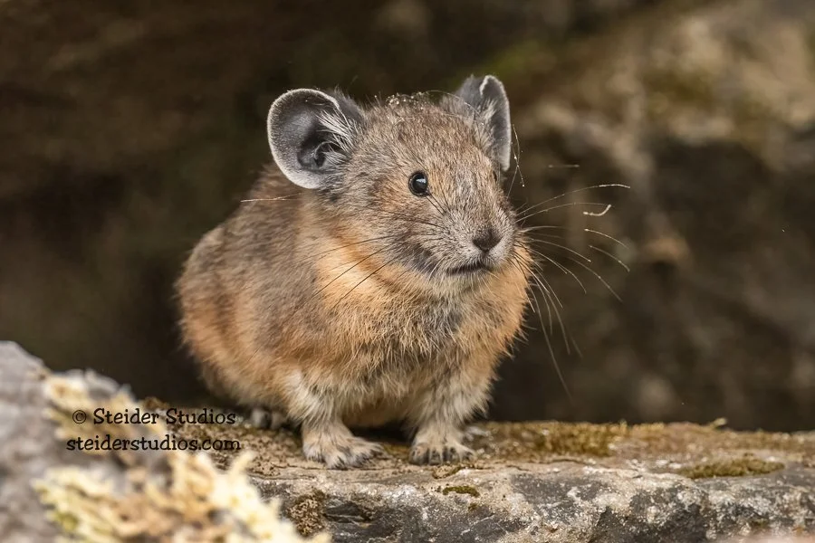 SteiderStudios.Pika with Spider Web.7.14.21.jpg