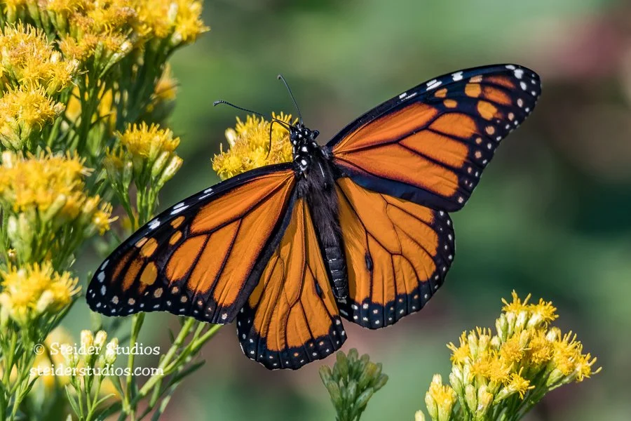SteiderStudios.7.Butterfly.Monarch.9.11.17.jpg