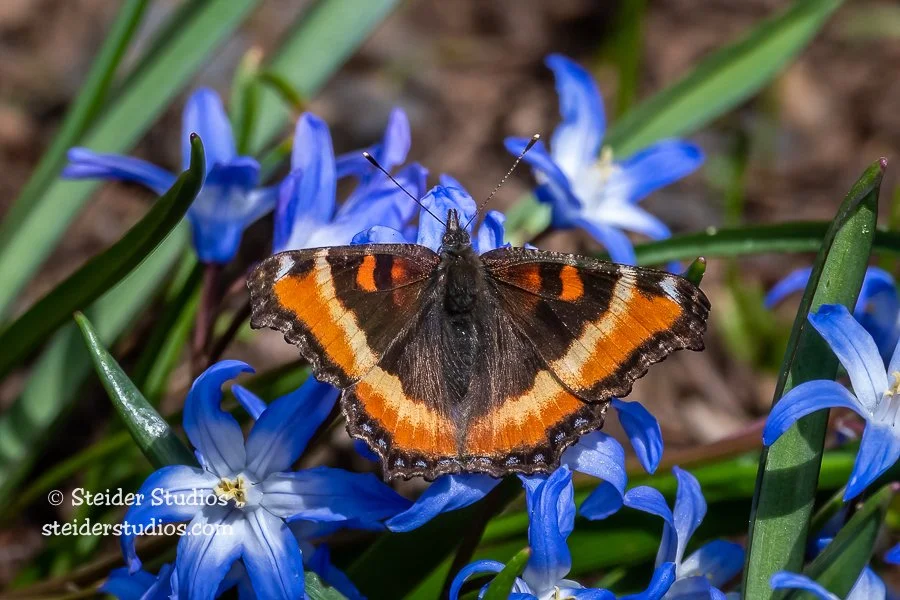 SteiderStudios.7.Butterfly.Tortoiseshell.4.18.19.jpg