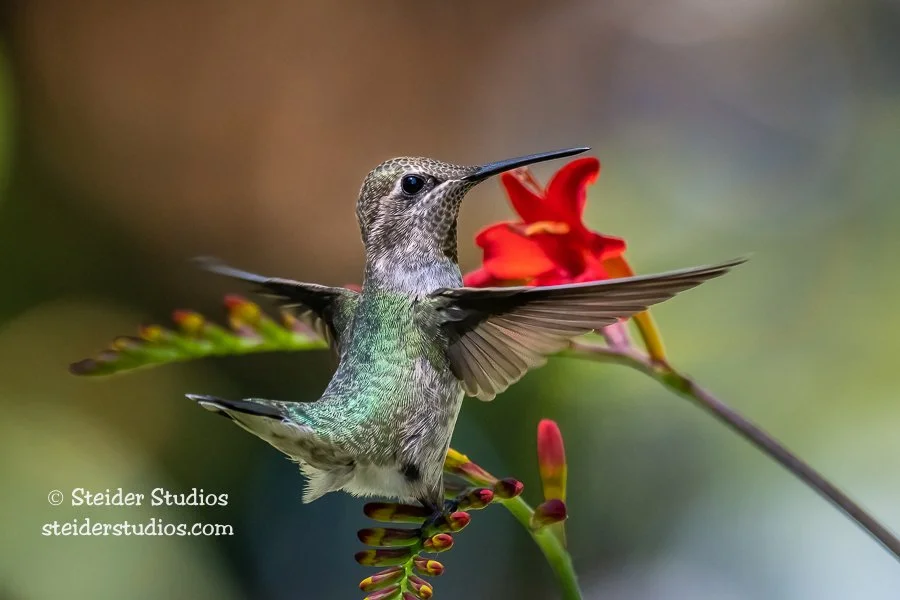 SteiderStudios.7.Hummingbird.Anna's.7.11.21-5.jpg