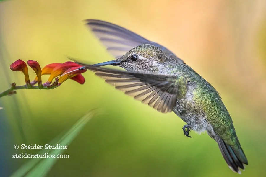SteiderStudios.7.Hummingbird.Anna's.7.29.20-2.jpg