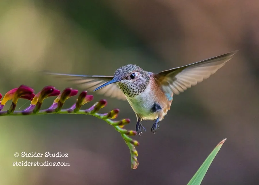 SteiderStudios.7.Hummingbird.Rufous.7.24.17.jpg
