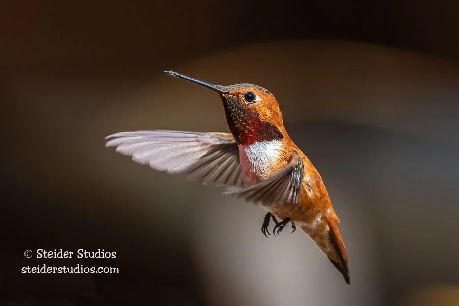 SteiderStudios.7.Hummingbird.Rufous.4.13.20.jpg