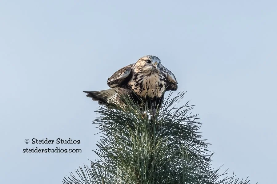 SteiderStudios.10a.Rough-legged Hawk.11.8.21.jpg