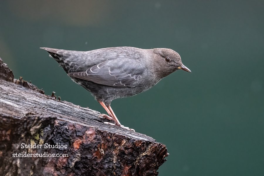 SteiderStudios.10b.Dipper.11.7.21.jpg