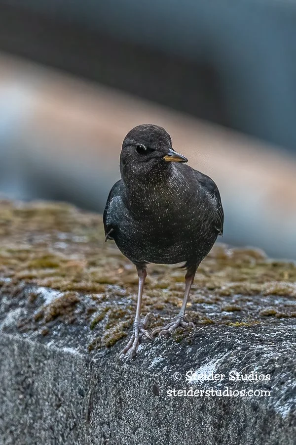 Steider Studios.Dipper.9.30.21.jpg