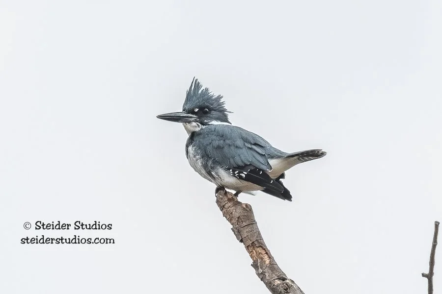 Steider Studios.Kingfisher.9.19.20.jpg