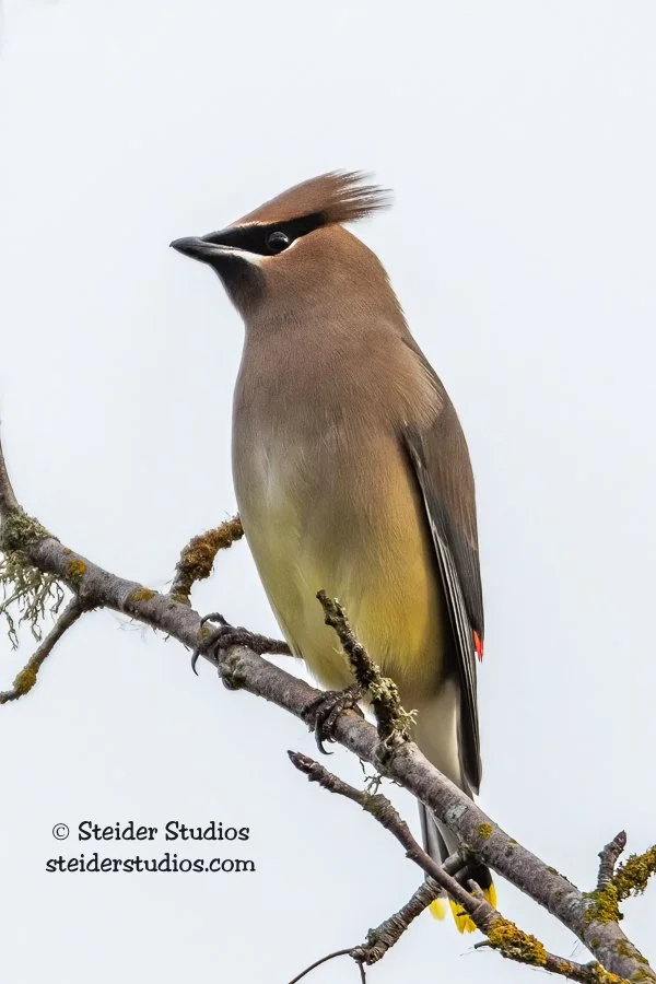 Steider Studios.Cedar Waxwing.1.5.19.jpg
