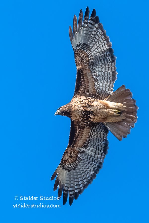 Red-tailed Hawk Wings Outstretched in Flight — Studios