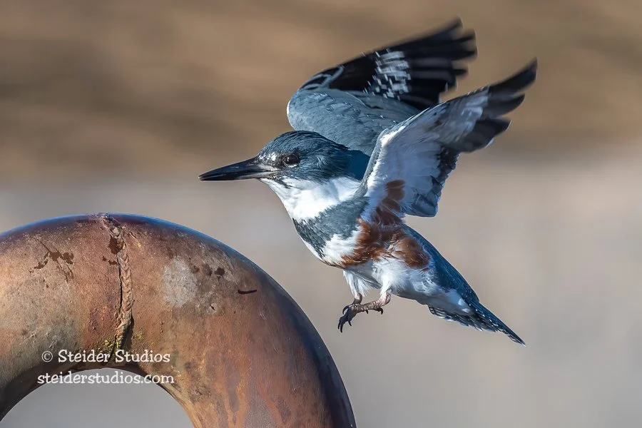 Steider Studios.Belted Kingfisher.1.9.22-2.jpg