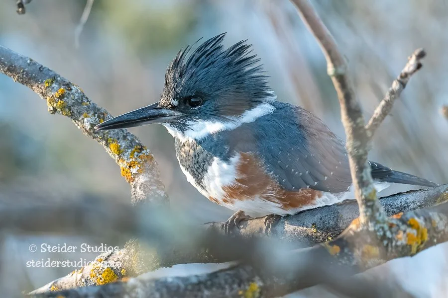 Steider Studios.Belted Kingfisher.1.9.22-3.jpg