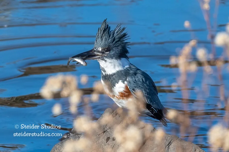 Steider Studios.Belted Kingfisher.1.9.22.jpg