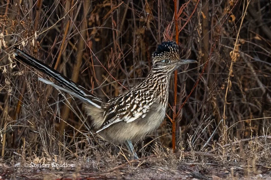 Steider Studios.Roadrunner.12.7.19.jpg