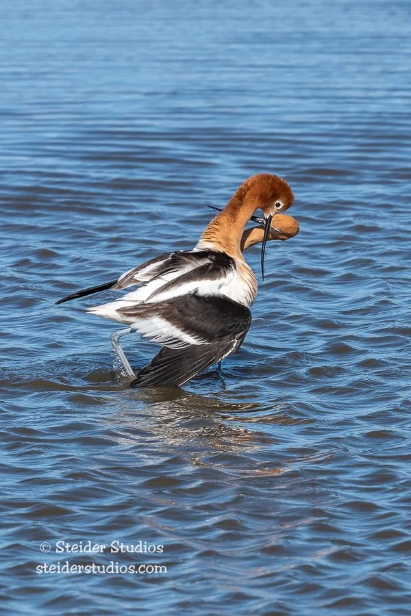 Steider Studios.Avocet Pair.Ranch.4.18.21-2.jpg