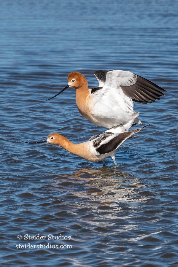 Steider Studios.Avocet Pair.Ranch.4.18.21.jpg