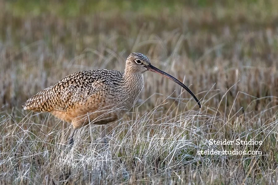 Steider Studios.Curlew.Malheur.4.12.19.jpg