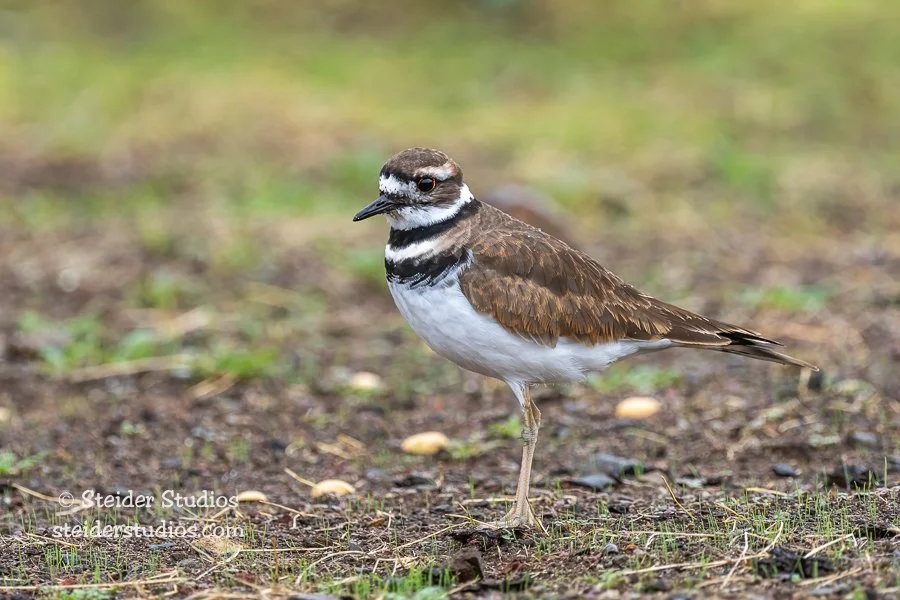 Steider Studios.Killdeer.HR.9.22.19-2.jpg