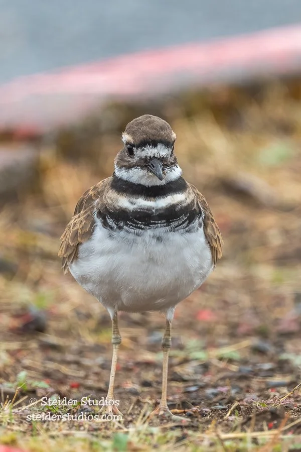 Steider Studios.Killdeer.HR.9.22.19.jpg