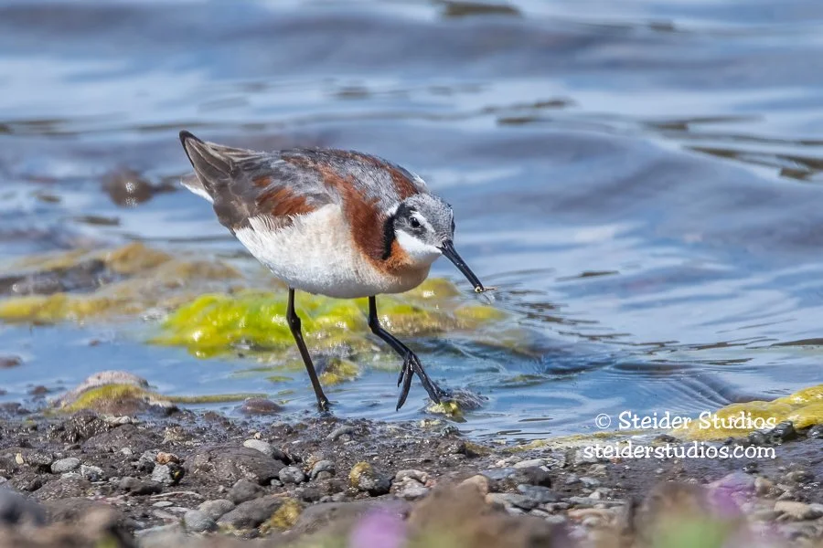 Steider Studios.Red-necked Phalarope.6.4.18.jpg