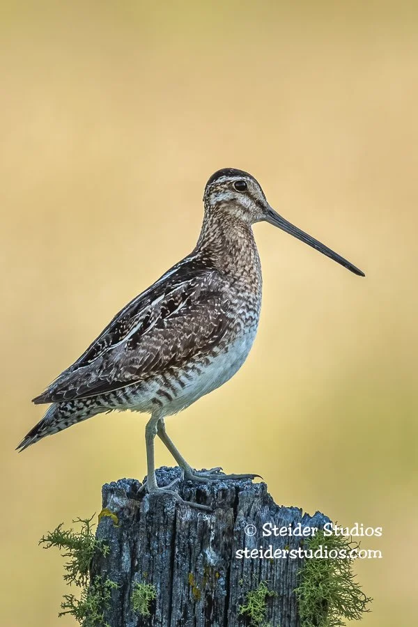 Steider Studios.Wilson's Snipe.6.18.20-2.jpg
