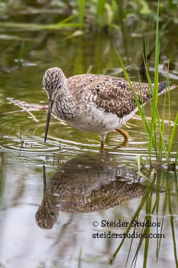 Steider Studios.Yellowlegs.4.3.18.jpg