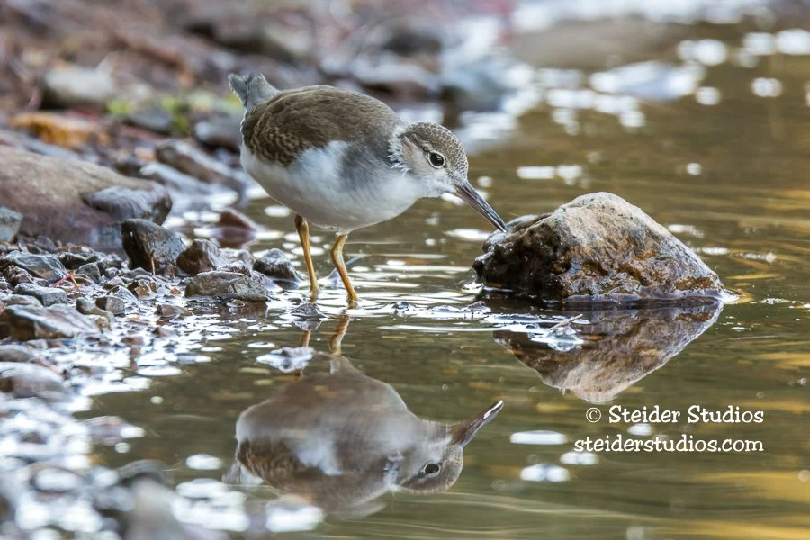 Steider Studios.Yellowlegs.GooseLk.8.26.16.jpg