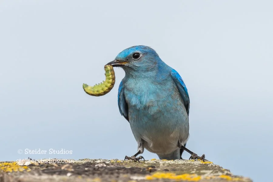 Steider Studios.Mountain Bluebird.3.6.20.jpg